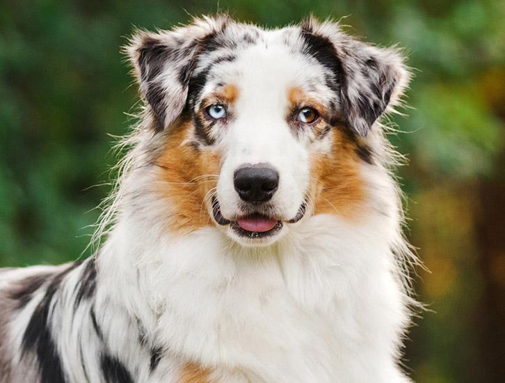 chien de berger