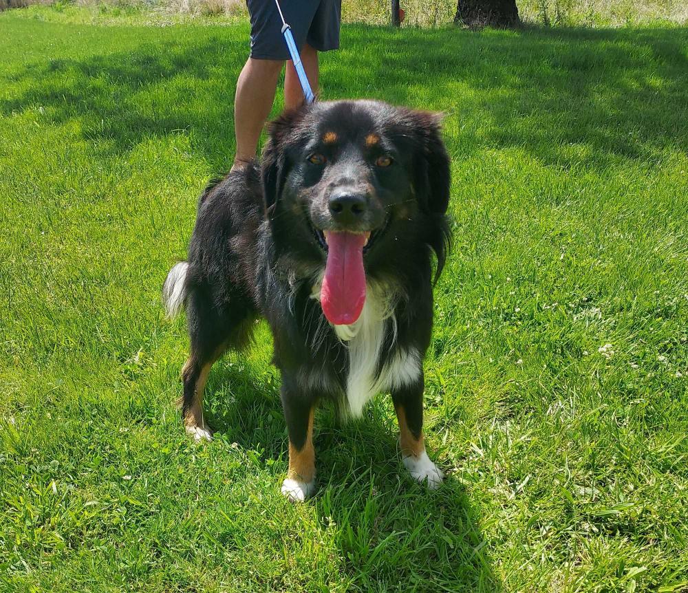 chien berger américain